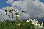 66 Fioriture di anemone narcissino alla croce di vetta della Corna Grande (2089 m)